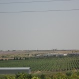 Виноградник 57,9 га