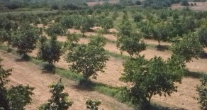 Agricultural business – horticulture